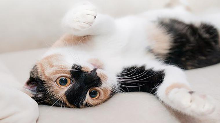 女人梦见猫说话