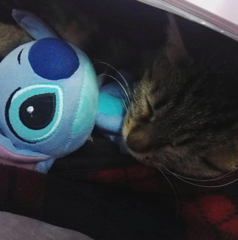 梦见小猫对自己很友好