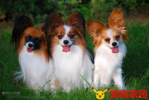 大林木命适合养什么宠物
