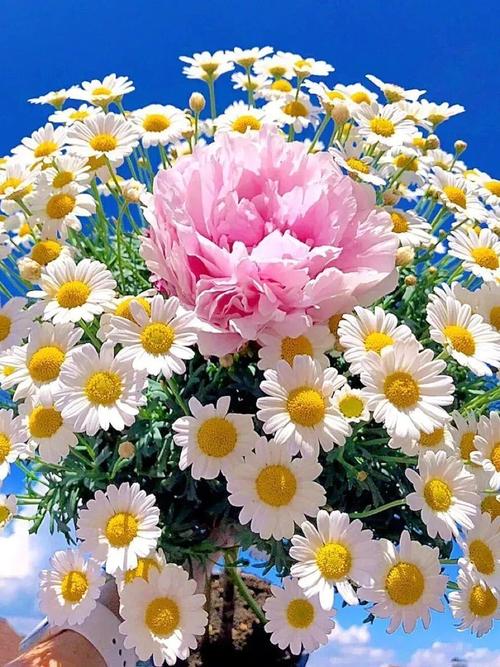 雏菊花语