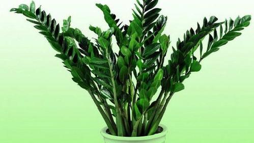 属鼠养什么植物会给自己涨桃花运