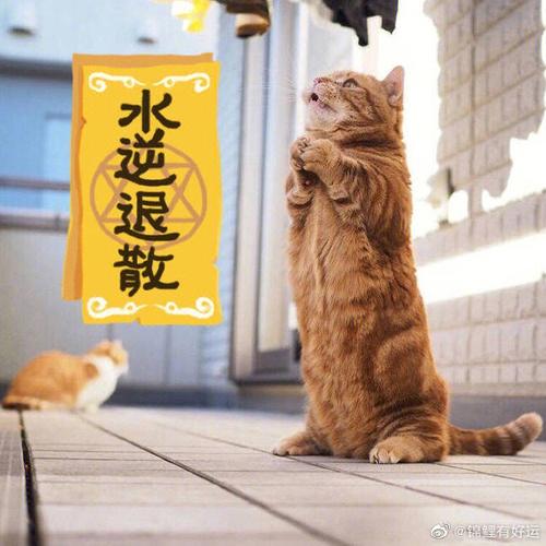 天秤座2020年水逆期怎么破