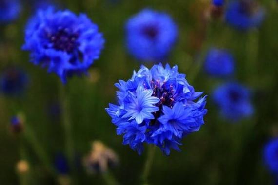 10月15日花语：香矢车菊，生日花语朴素