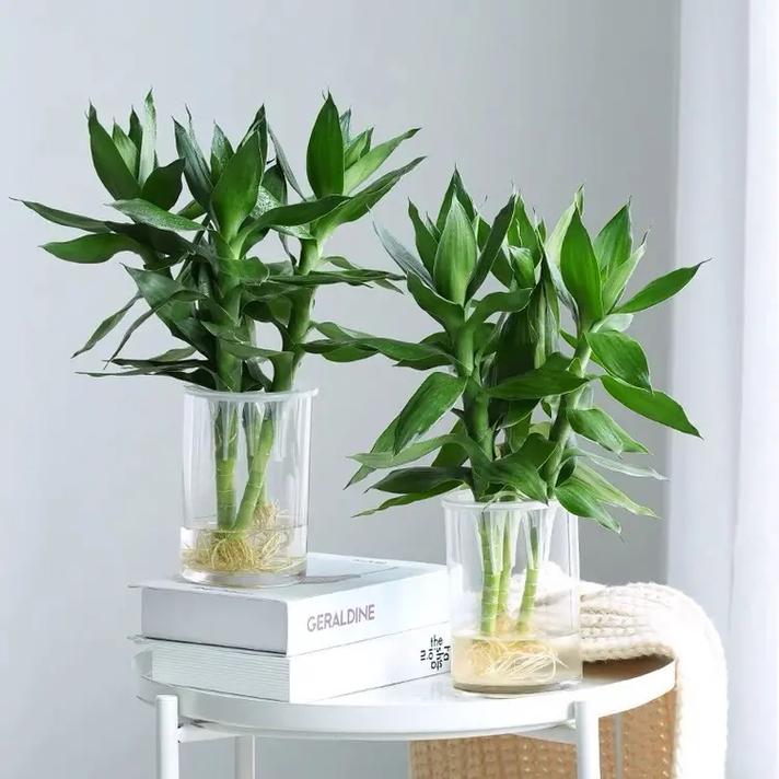 富贵竹风水 观音竹和富贵竹怎么发挥相应的风水作用