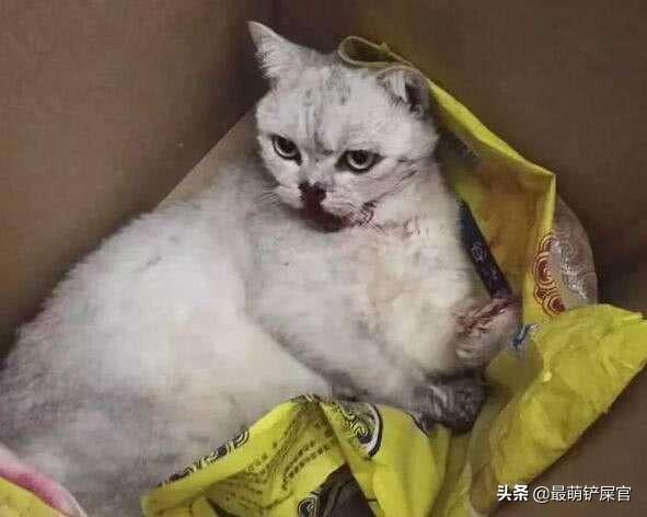 梦见猫受伤了 梦见猫受伤了我很心痛