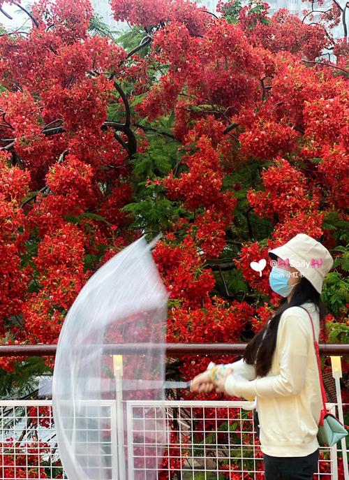 梦见凤凰花,哪些人要注意