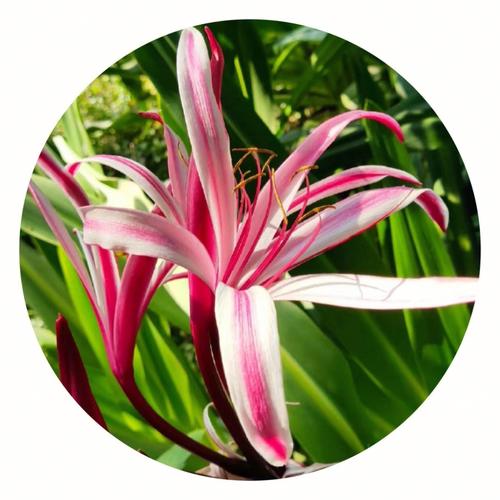 文殊兰花语