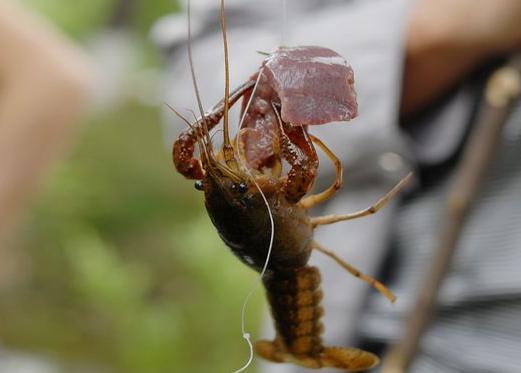 梦见钓小龙虾 周公解梦之梦到钓小龙虾