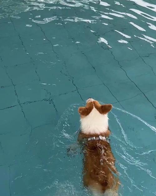 梦见狗落水 梦见狗落水是什么意思