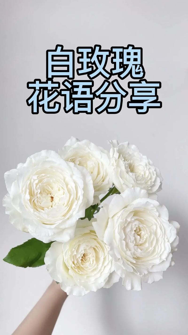 白玫瑰适合送给谁?浅析白玫瑰的花语