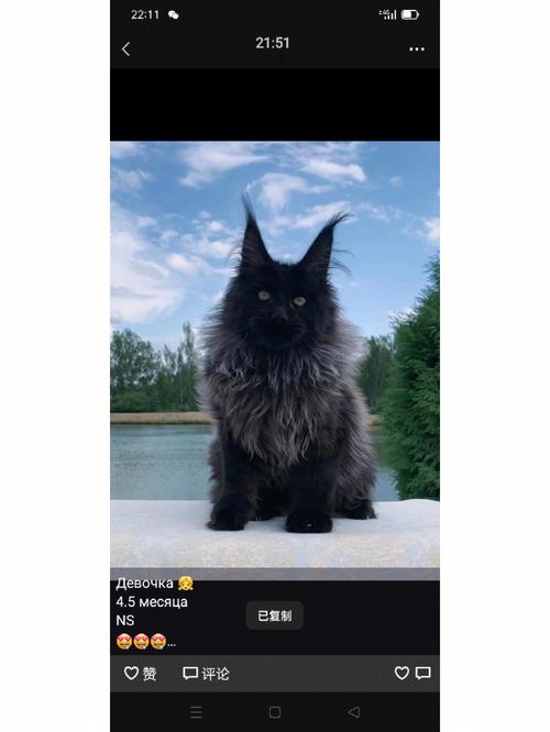 梦见黑黑的猫是什么意思