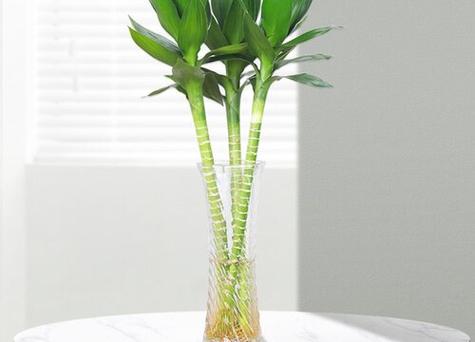 家里种竹子风水禁忌有哪些