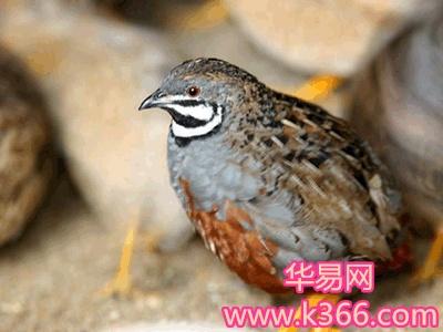 梦见鹤鹑