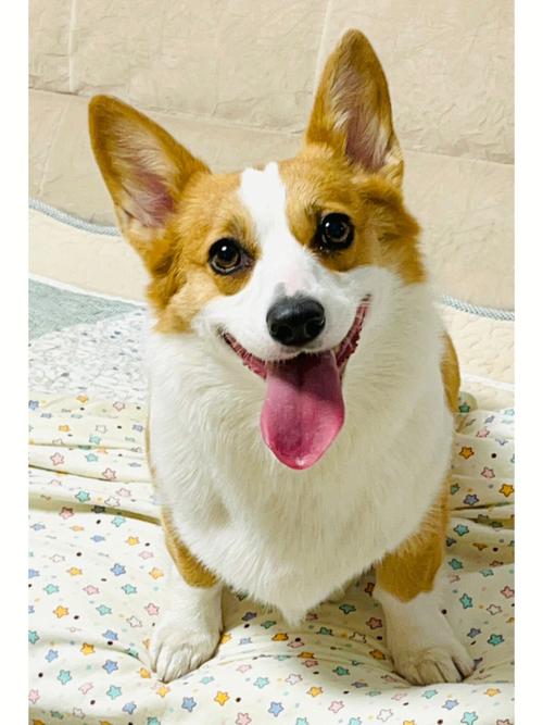 调皮可爱的宠物犬名字拒绝不了歪头杀