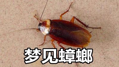 梦见蟑螂成群 梦见蟑螂成群满屋