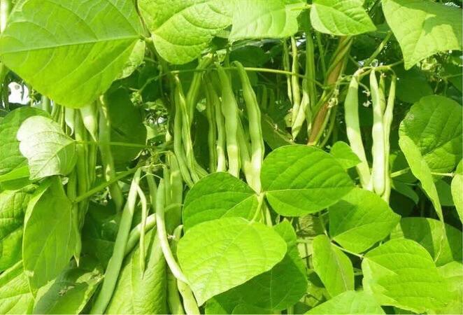 梦见四季豆栽培