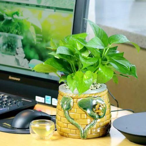办公桌摆放花风水
