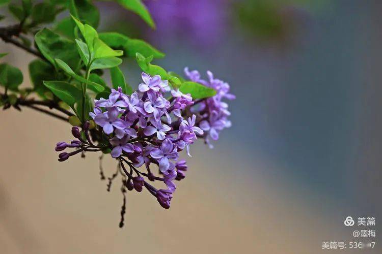 纯真无邪 刚柔并济丁香花