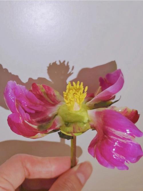梦见吃芍药花