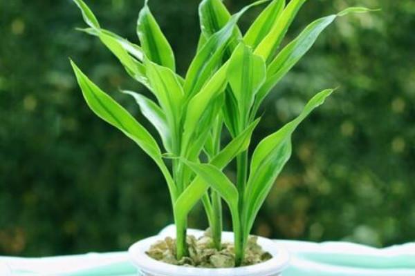 生肖兔的幸运植物:富贵竹
