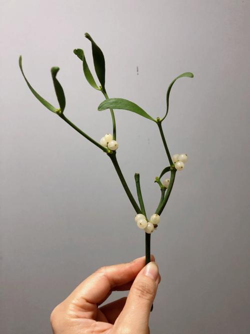 梦见槲寄生