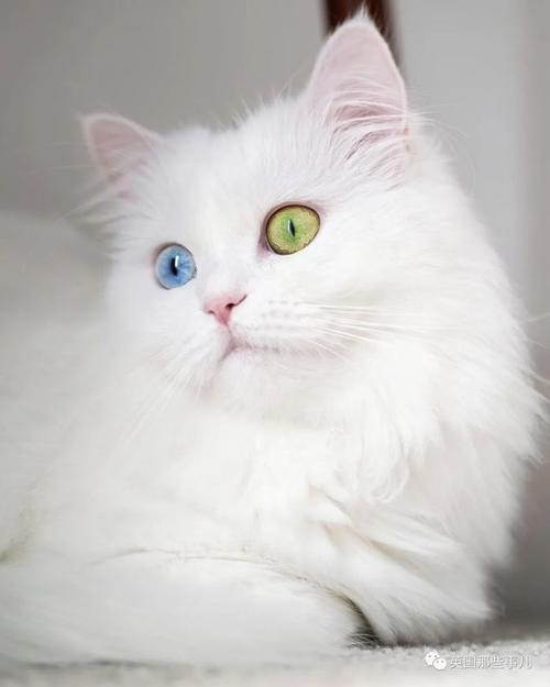 梦见阴阳眼的猫