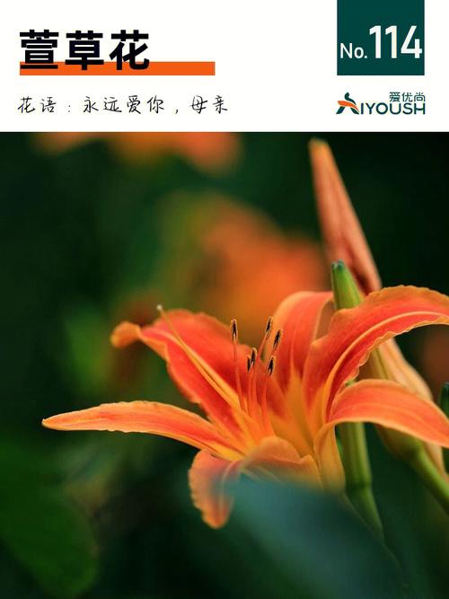 萱草的花语和萱草传说故事