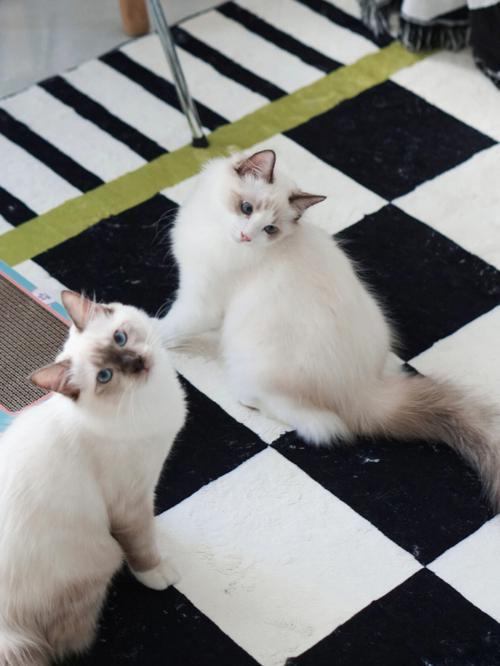 属兔如何看待热衷吸猫的猫奴