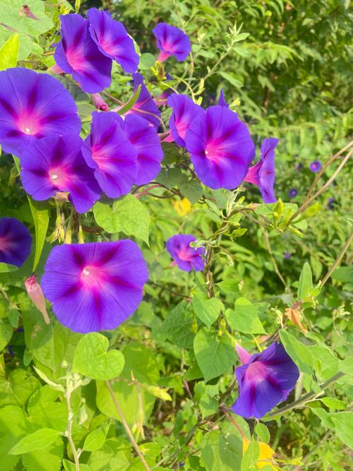 牵牛花花语:爱情永固