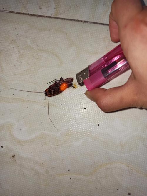 梦见烧死蟑螂是好事吗?
