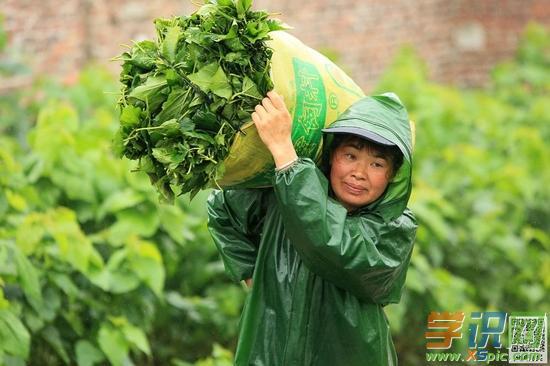 梦见桑叶预示着什么