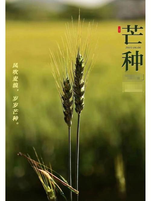 芒种早上出生的男宝宝起什么名字新颖有寓意?