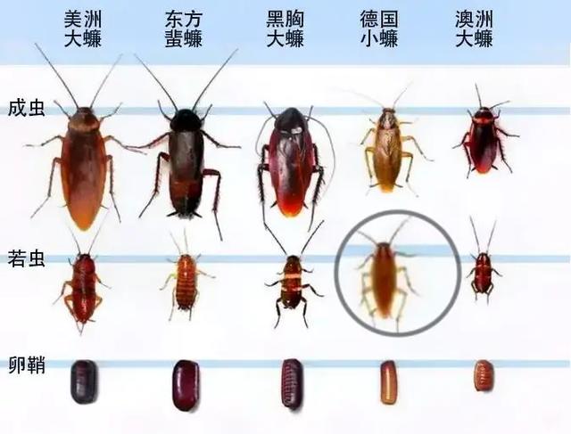 梦见蟑螂咬自己,创作灵感丰富