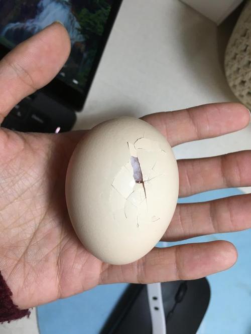 梦见鸡蛋破了有小鸡