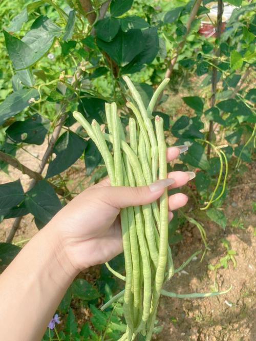 摘豆角