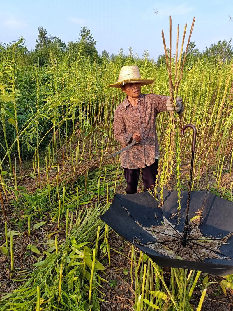 梦见在收割芝麻有哪些说法