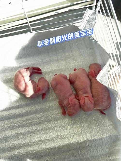 90马91羊生兔宝宝还是虎宝宝