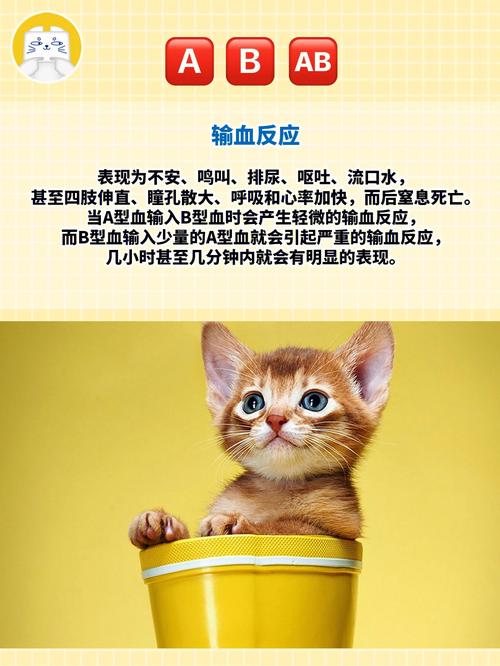 AB型血为什么少