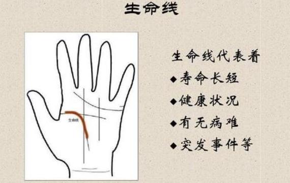 生命线长寿命就长吗