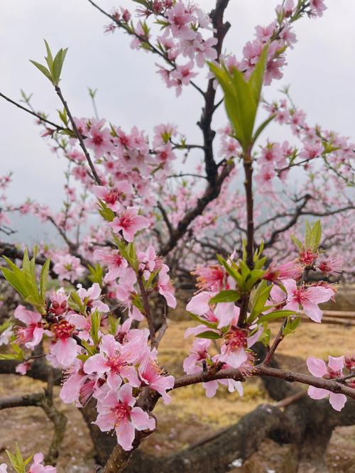 6月上旬桃花盈门