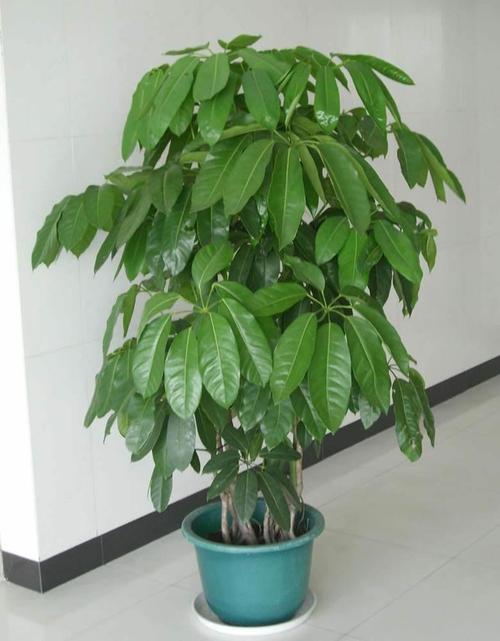 家中招财适合摆什么,家中招财植物有哪些