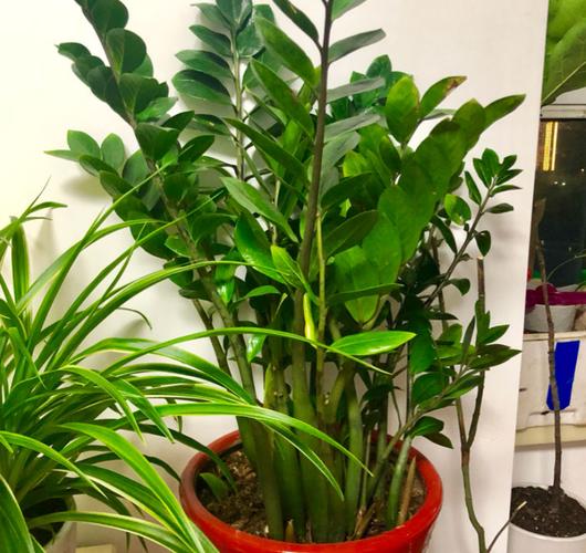 阳台养什么植物最旺财