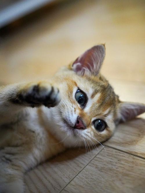 梦见抱猫回家