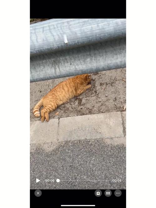 开车撞死猫有什么忌讳