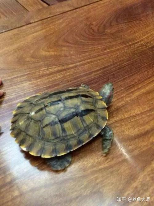 哪个生肖不宜养龟