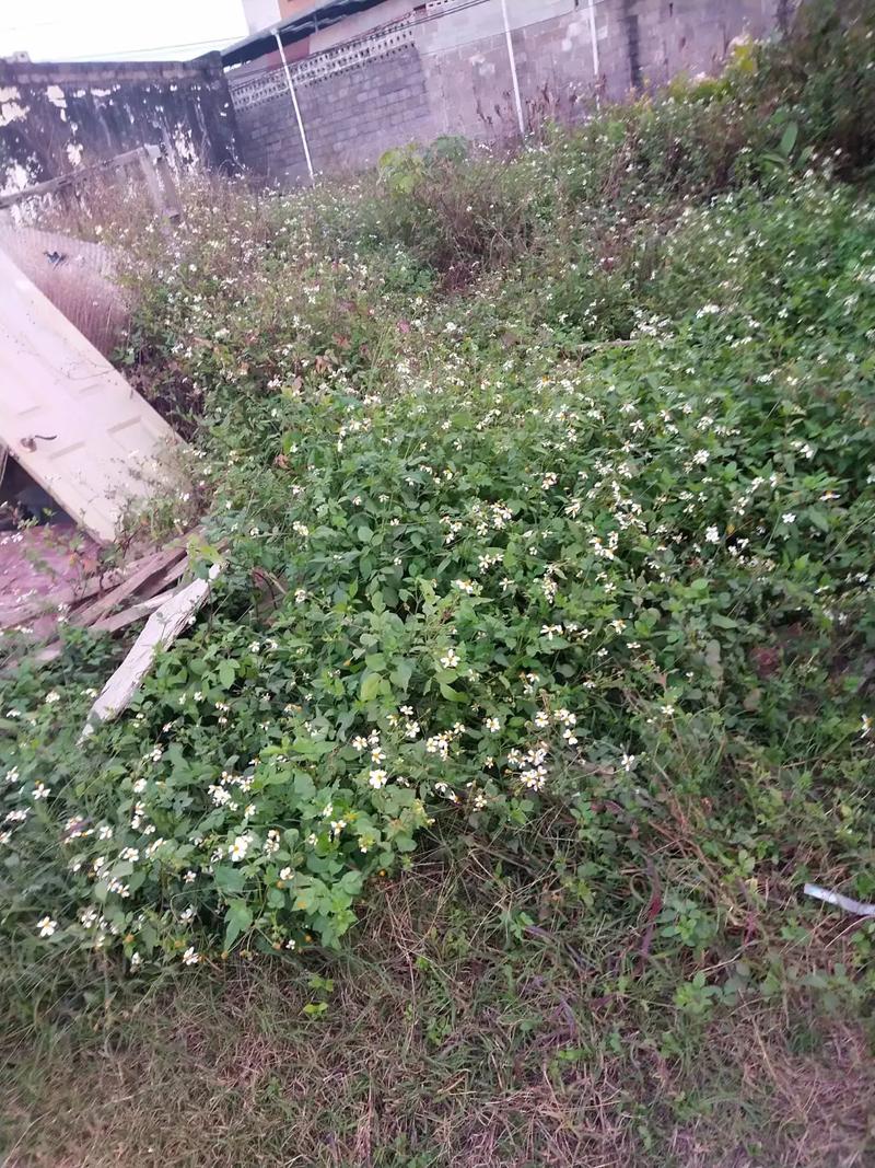 梦见捡菜