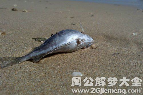 梦见很多鱼死了