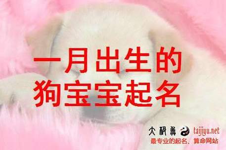 命理解析:2018年狗宝宝几月出生最好