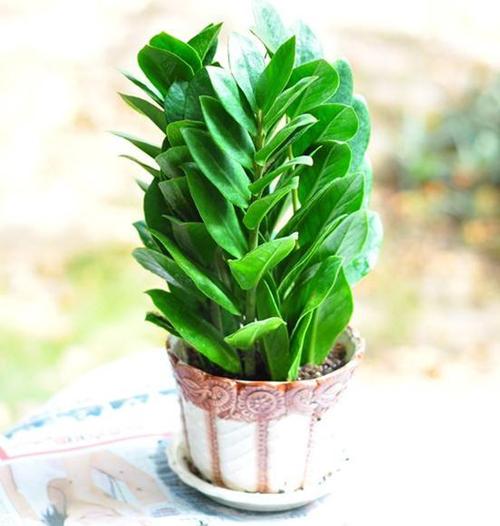 适合12生肖的聚财植物大全