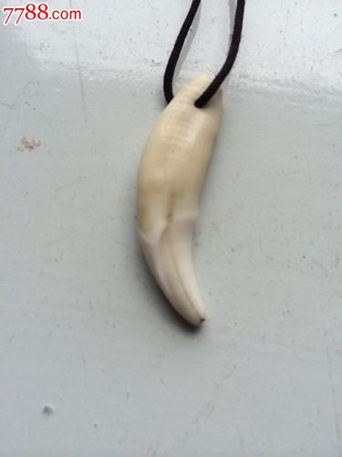 梦见狼牙坏了